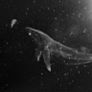 Meet your Posher, Ciciloohoo